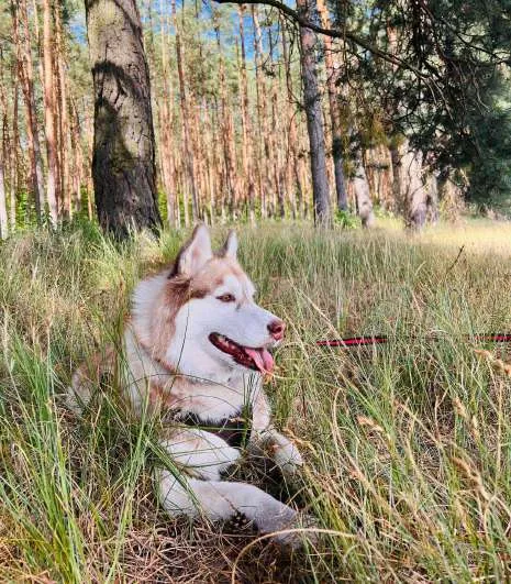 Husky tour in Moscow
